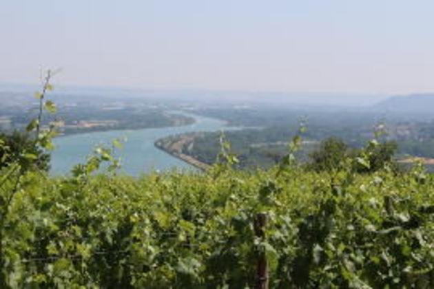 Rhone Valley from Stephane Montez Saint-Joseph Vineyards